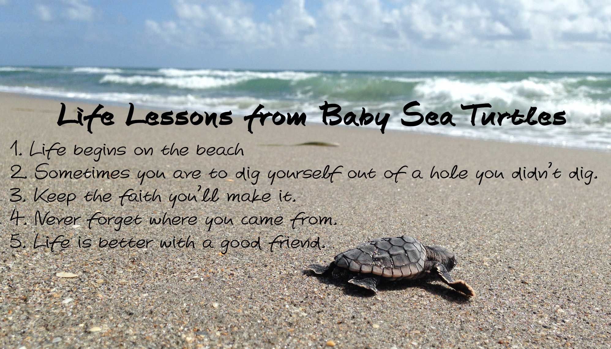 baby-sea-turtles-life-lessons-waterfront-properties-blog