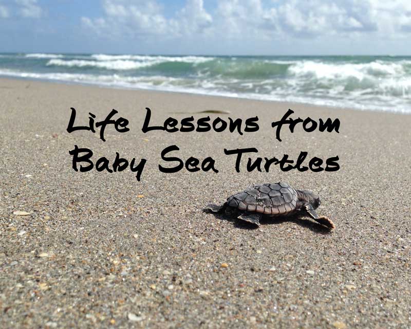 life-lessons-from-baby-sea-turtles