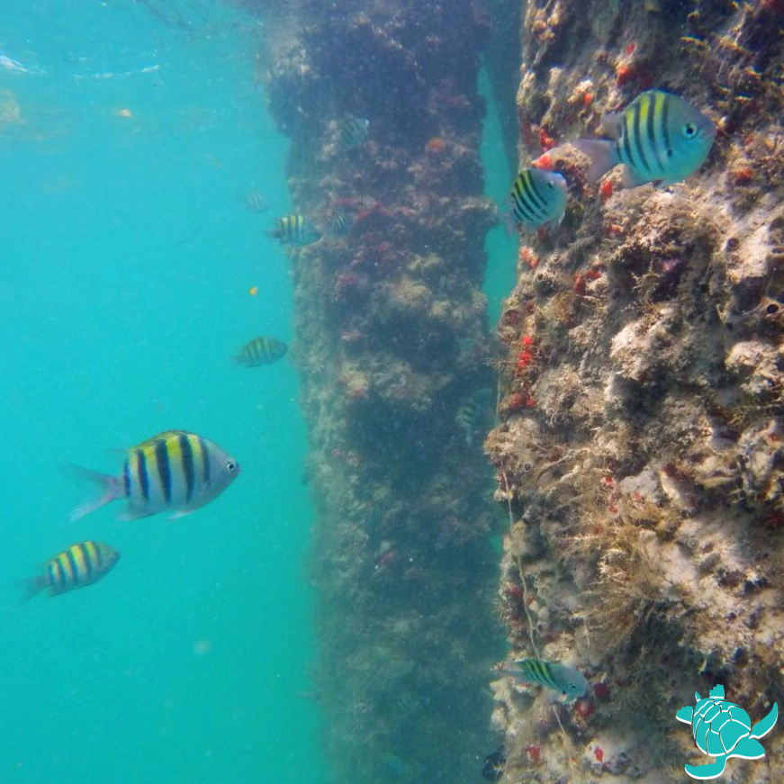 Snorkeling Cato's Bridge Jupiter, FL